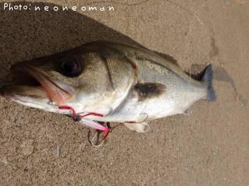 �����Х�