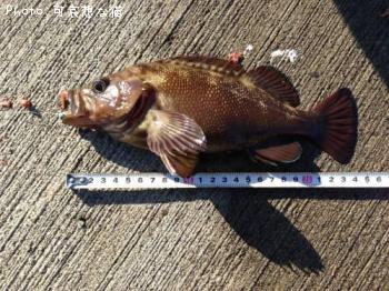 ������Х�