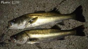 �����Ф�