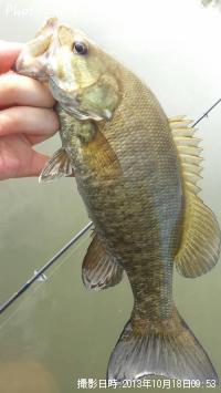 ���⡼��ޥ����Х�