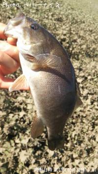 ���⡼��ޥ����Х�