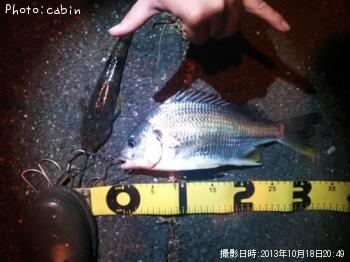 ���ӥ�ȥޥ���