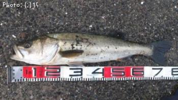 �����Ф�