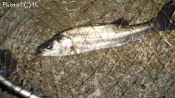 �����Ф�