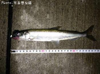 ���奦�ꥦ��