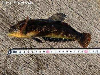 �����ʥᡩ