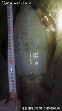 ¥¢¥ª¥ê¥¤¥«