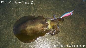 ¥¢¥ª¥ê¥¤¥«