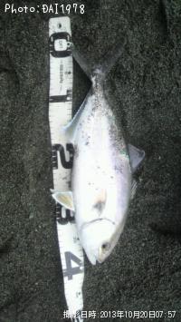 ¥·¥ç¥´¡ß£²