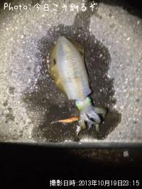 ¥¢¥ª¥ê¥¤¥«