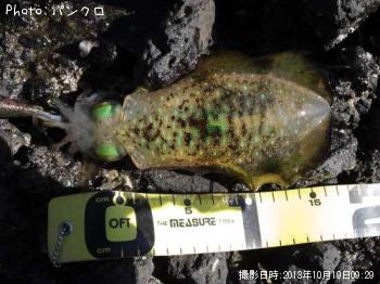 �����ꥤ��