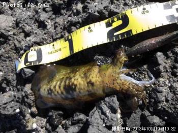 �����ꥤ��