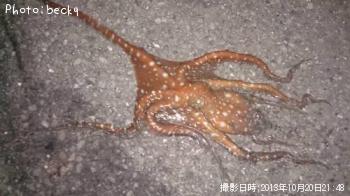 �����ꥤ��