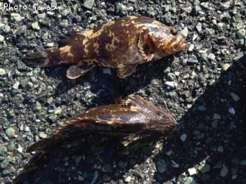 ¥¿¥±¥Î¥³¥á¥Ð¥ë