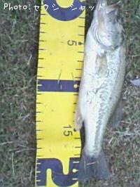 �֥�å��Х�