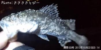 シーバス