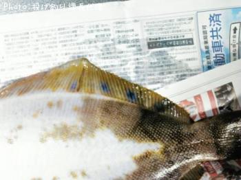 ¥Û¥·¥¬¥ì¥¤