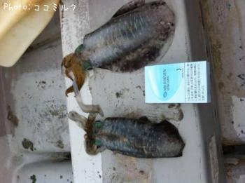 ¥¢¥ª¥ê¥¤¥«