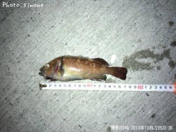 ������Х�