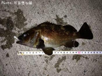 ������Х�