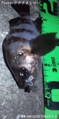 ��Х���᥸�ʡ������Х�