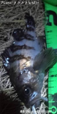 ��Х���᥸�ʡ������Х�