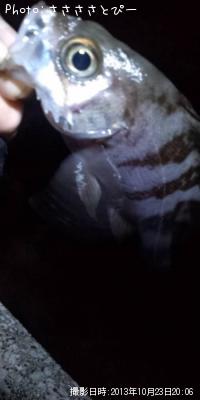 ��Х���᥸�ʡ������Х�