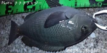 ��Х���᥸�ʡ������Х�