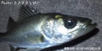 ��Х���᥸�ʡ������Х�