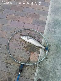 �����Х�