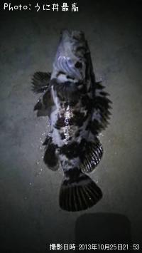 �٥å�������