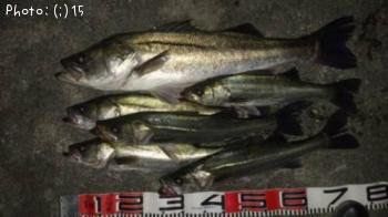 �����Ф�