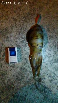 �����ꥤ��