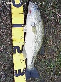 ¥Ö¥é¥Ã¥¯¥Ð¥¹