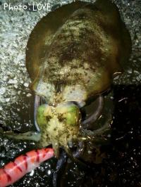 �����ꥤ��