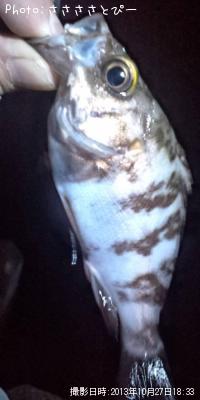 �ܥ���ƨ��