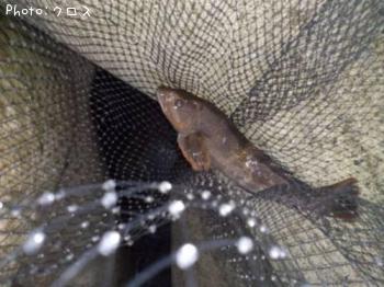 �����ʥ�