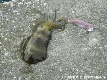 ¥¢¥ª¥ê¥¤¥«