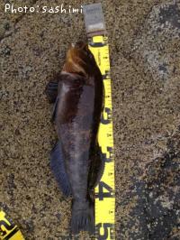 �����ʥ�