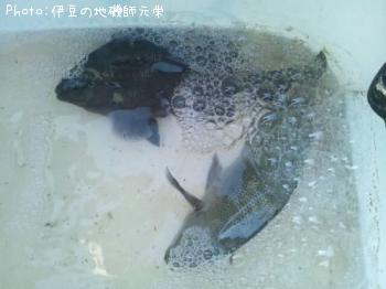 �����᥸��