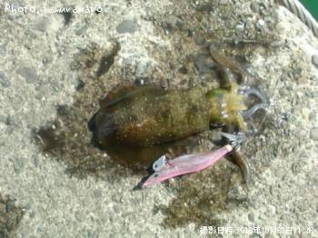 �����ꥤ��