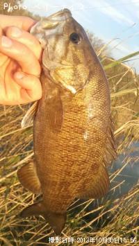 ���⡼��ޥ����Х�