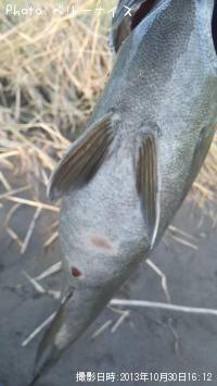 ���⡼��ޥ����Х�