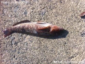 �����ʥ�