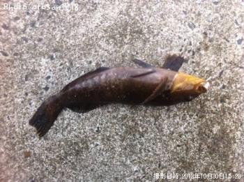 �����ʥ�