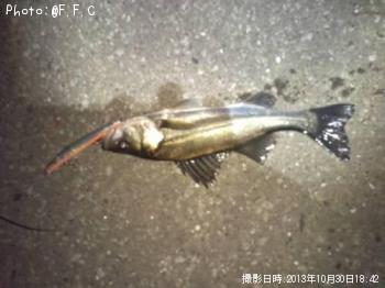 �����Х�