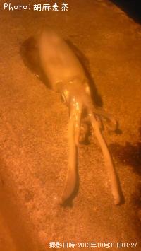 �����ꥤ��