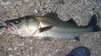 �����Ф�