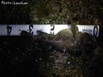 �ȥ��٥ĥ�����