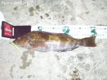 �����ʥ�